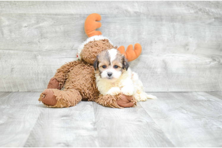 Teddy Bear Puppy for Adoption