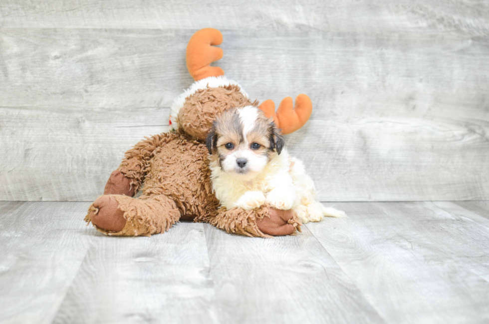 Teddy Bear Puppy for Adoption