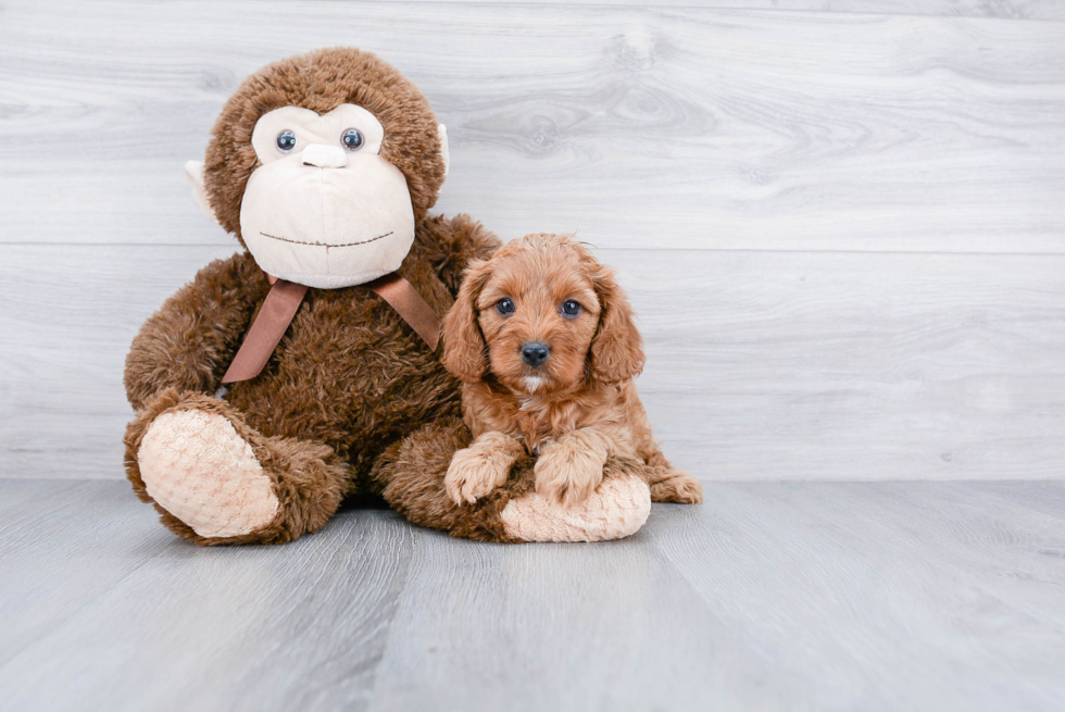 Cavapoo Pup Being Cute