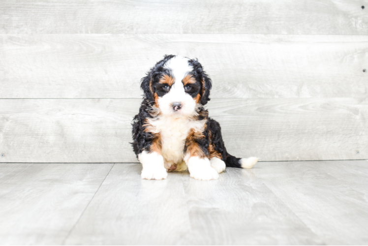 Hypoallergenic Bernadoodle Poodle Mix Puppy