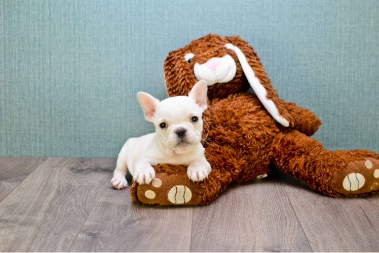 Best French Bulldog Baby