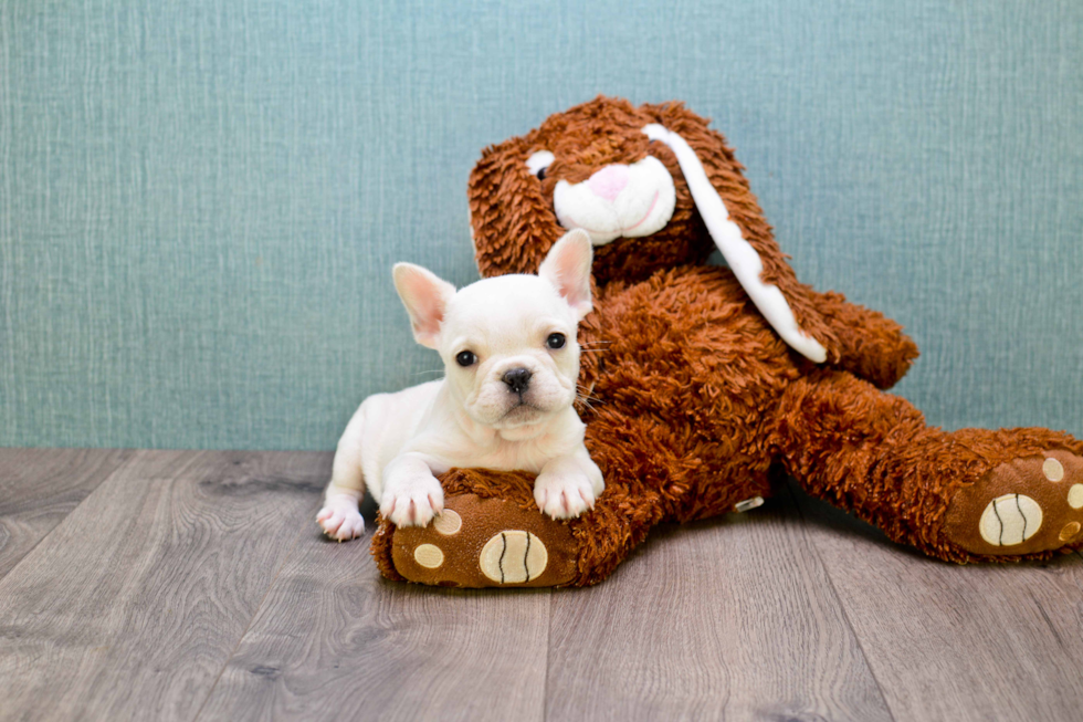 Best French Bulldog Baby