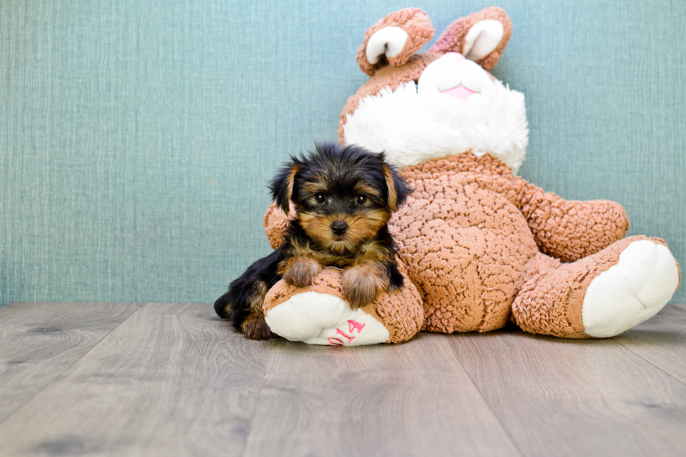 Meet Izzie - our Yorkshire Terrier Puppy Photo 