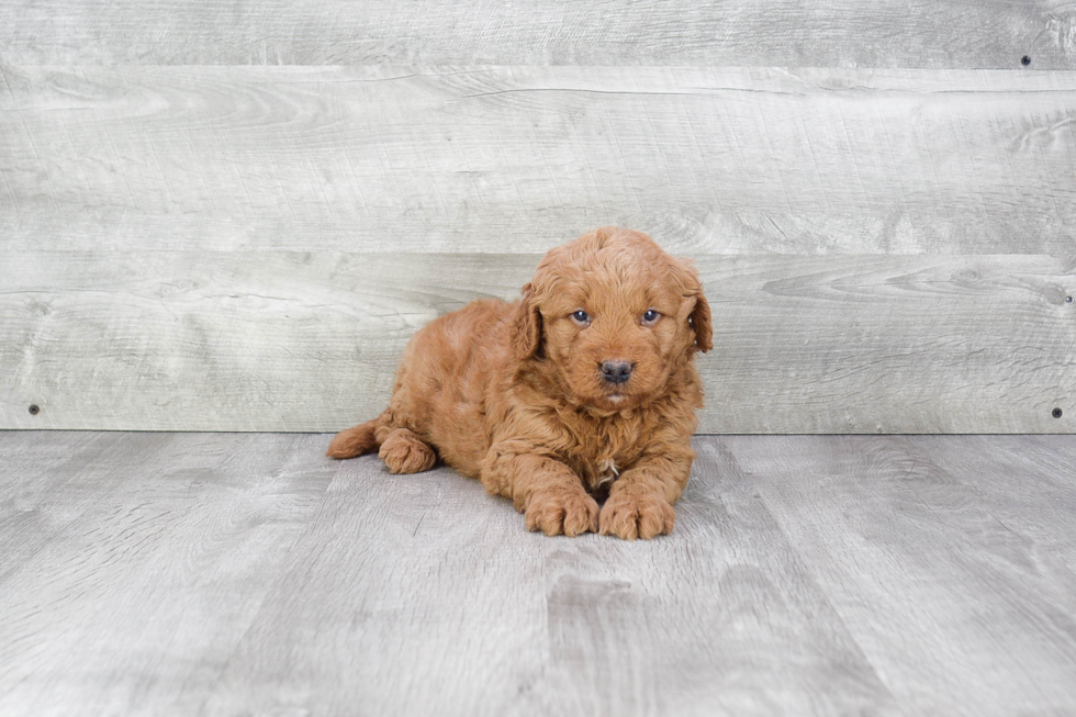 Little Golden Retriever Poodle Mix Puppy