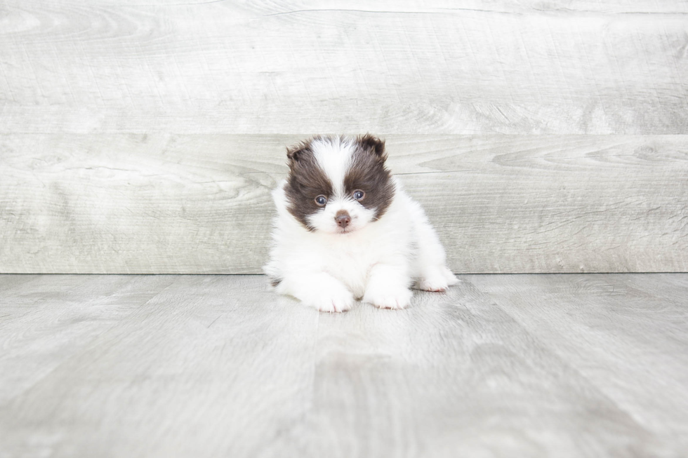 Little Pomeranian Baby