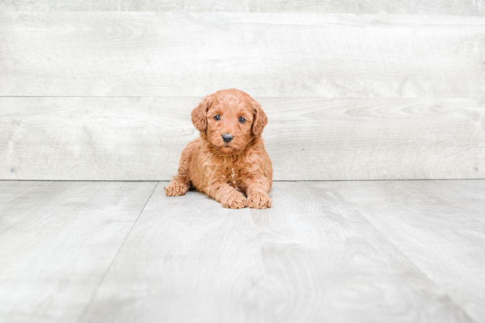 Mini Goldendoodle Pup Being Cute
