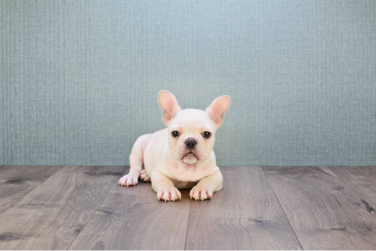 Friendly French Bulldog Baby