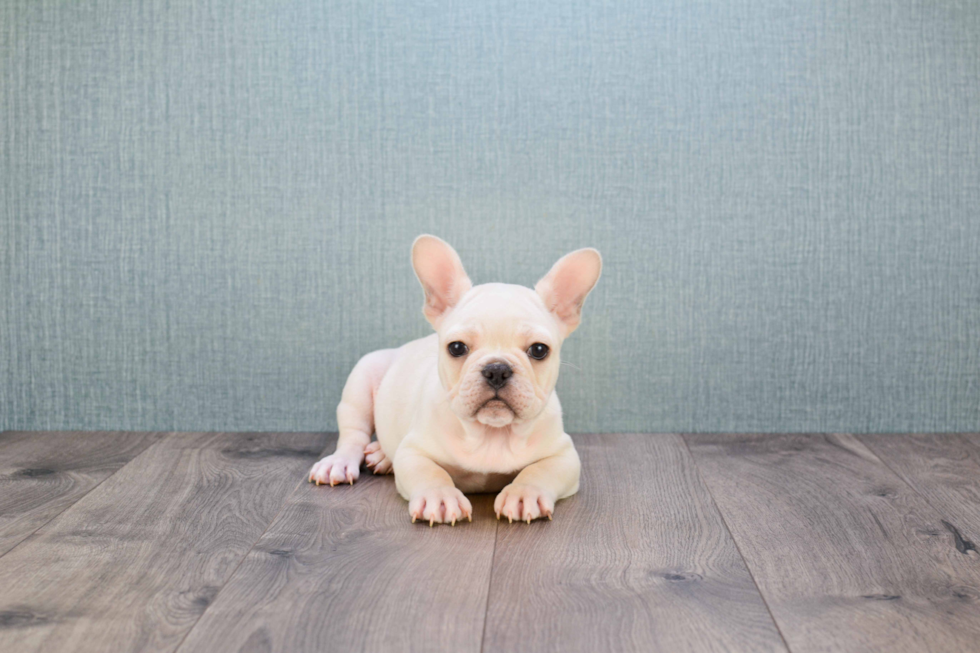 Friendly French Bulldog Baby