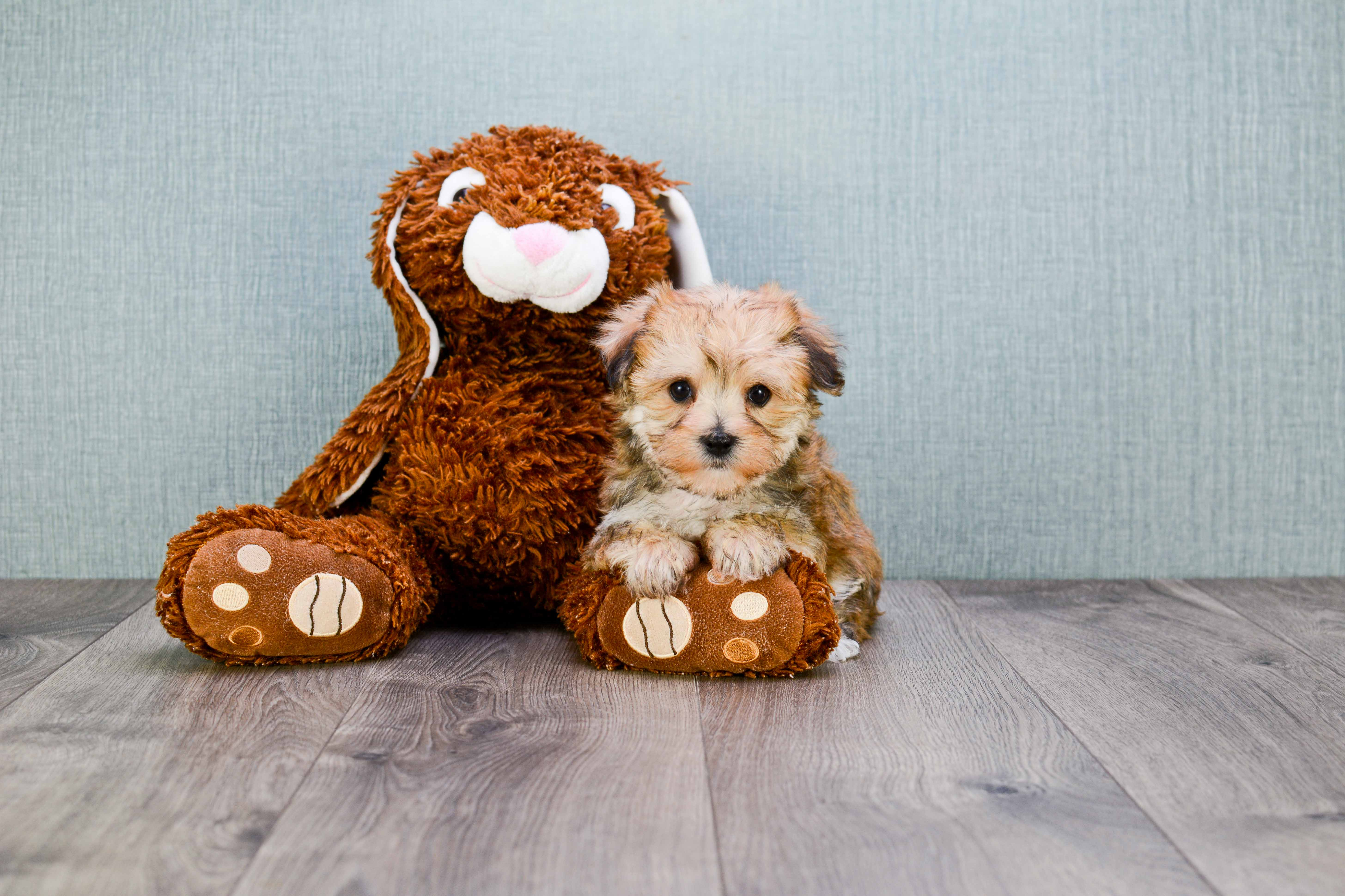 Adorable Yorkie Designer Puppy