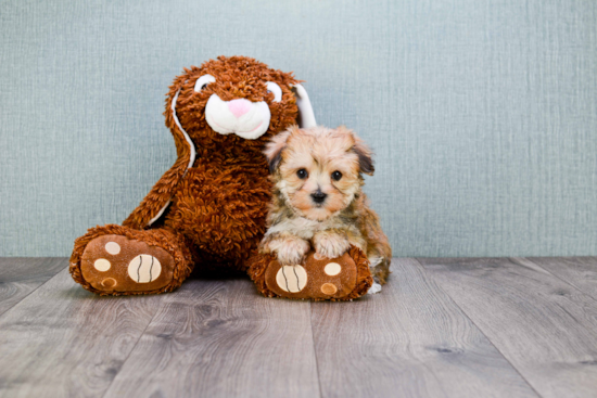 Adorable Yorkie Designer Puppy