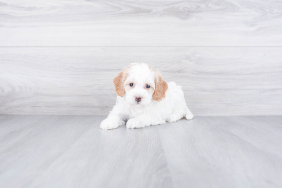 Adorable Mini Berniedoodle Poodle Mix Puppy