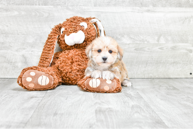 Best Morkie Baby