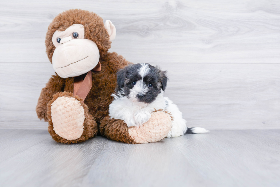 Petite Havanese Purebred Puppy