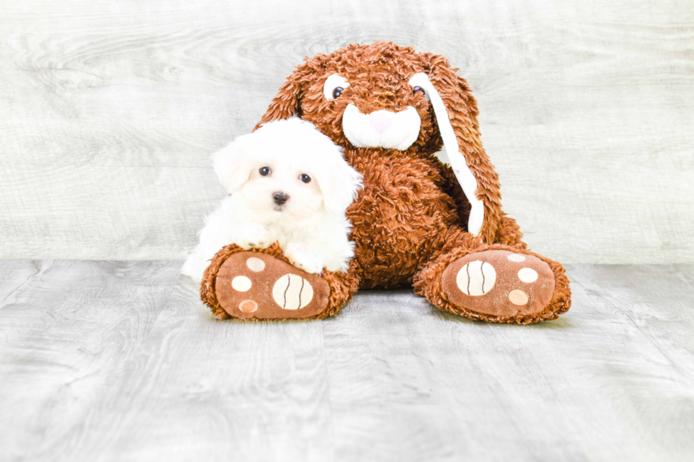 Cute Maltese Purebred Puppy