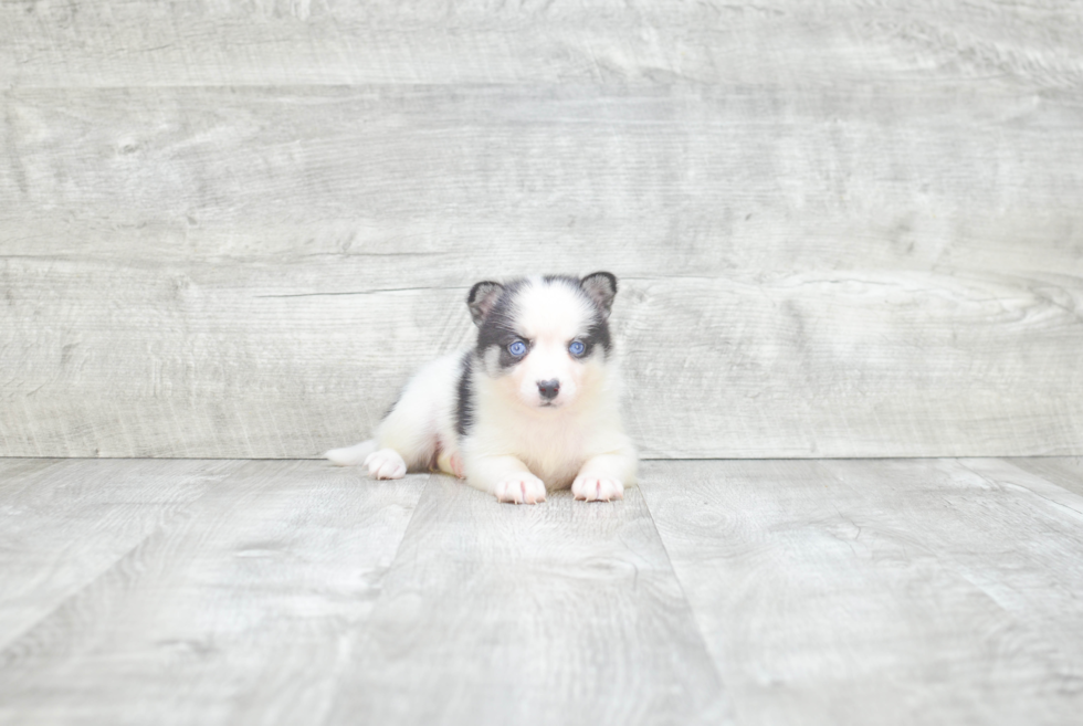 Pomsky Pup Being Cute