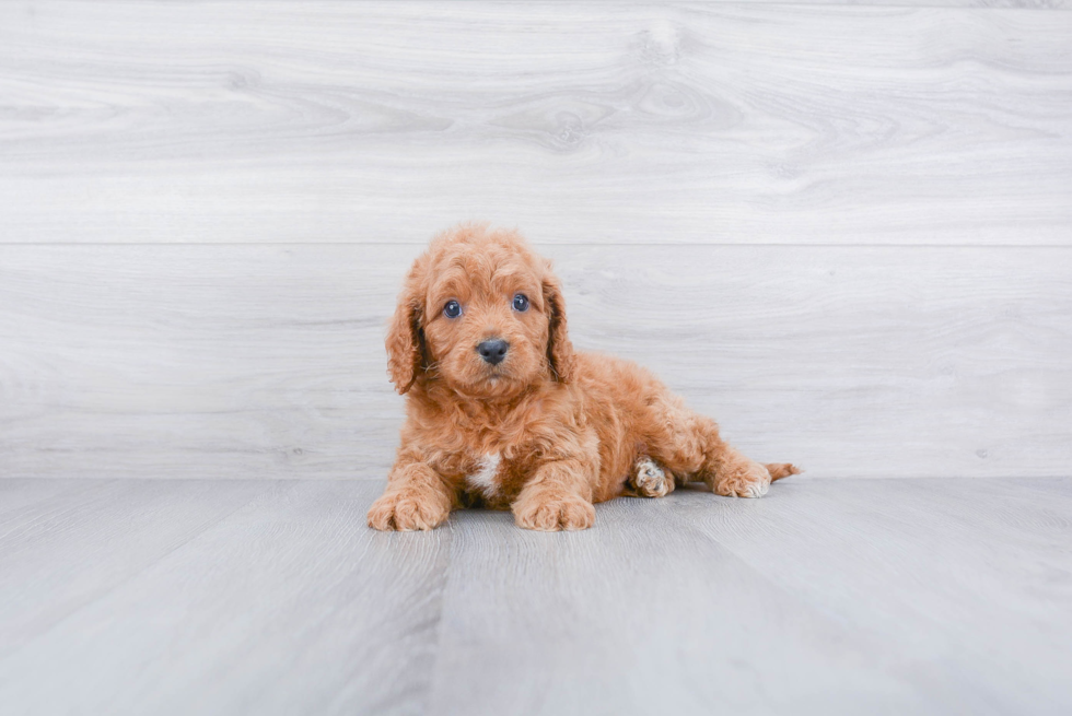 Best Cavapoo Baby