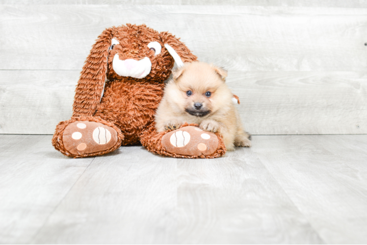 Sweet Pomeranian Purebred Puppy