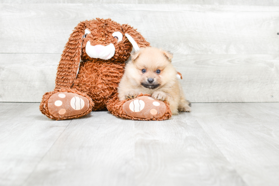 Sweet Pomeranian Purebred Puppy