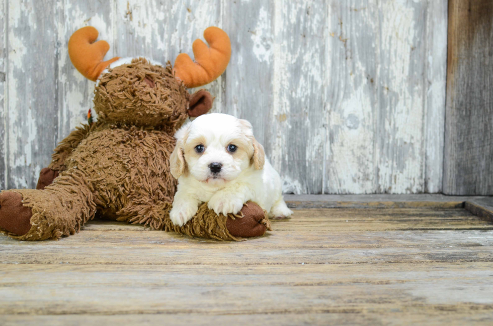 Playful Cavalier Designer Puppy