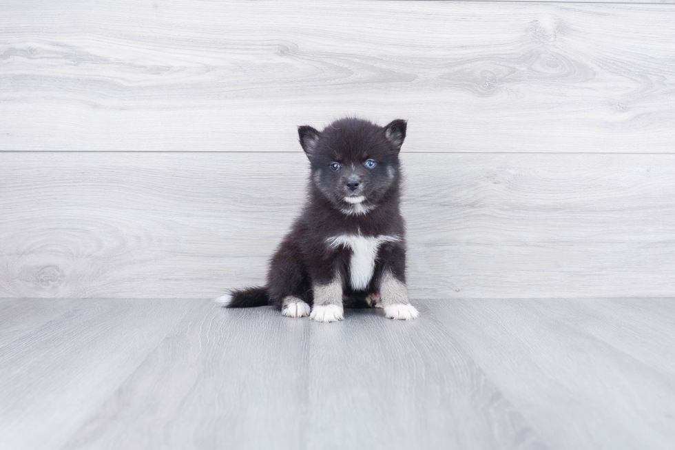 Friendly Pomsky Baby