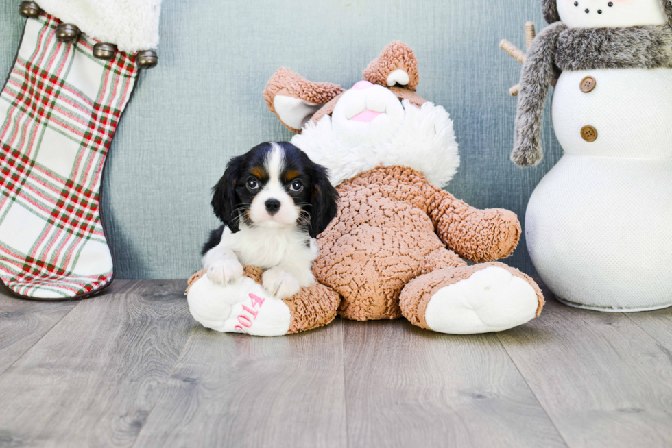 Funny Cavalier King Charles Spaniel Purebred Pup