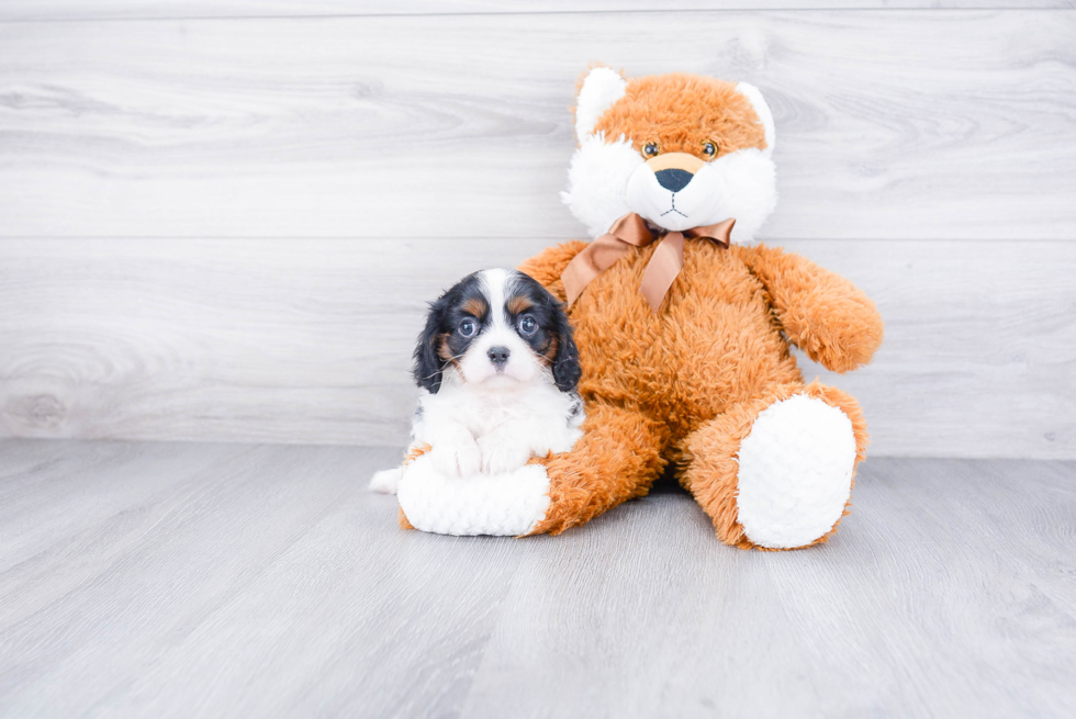 Cavalier King Charles Spaniel Pup Being Cute