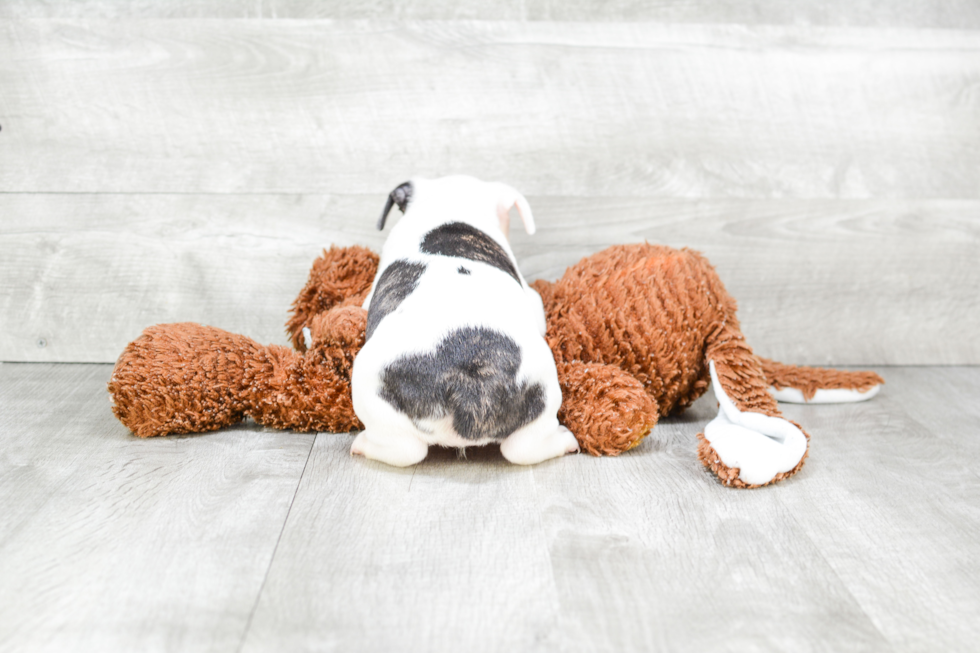 Energetic Frenchie Purebred Puppy