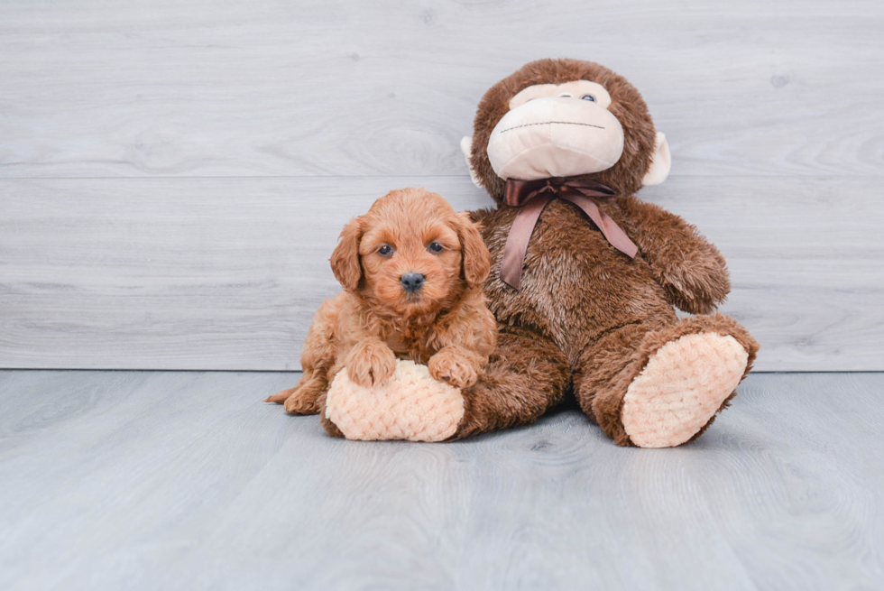 Hypoallergenic Golden Retriever Poodle Mix Puppy