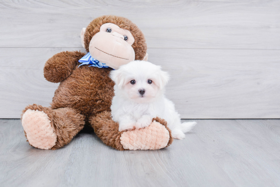 Petite Maltese Purebred Puppy