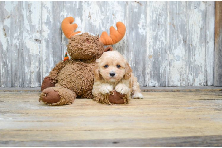 Best Cavachon Baby