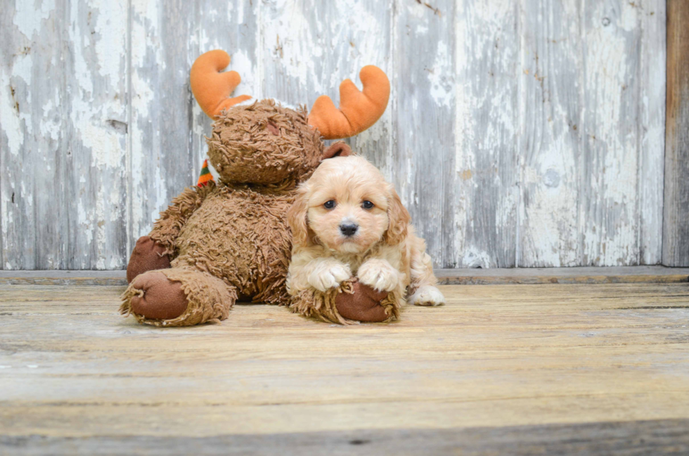 Best Cavachon Baby