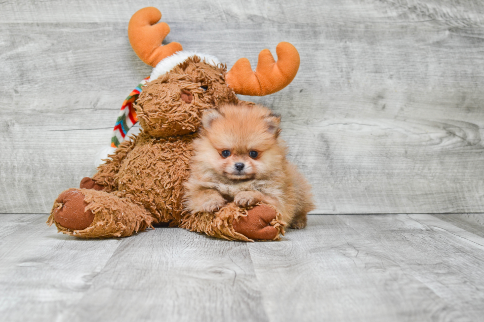 Petite Pomeranian Purebred Puppy