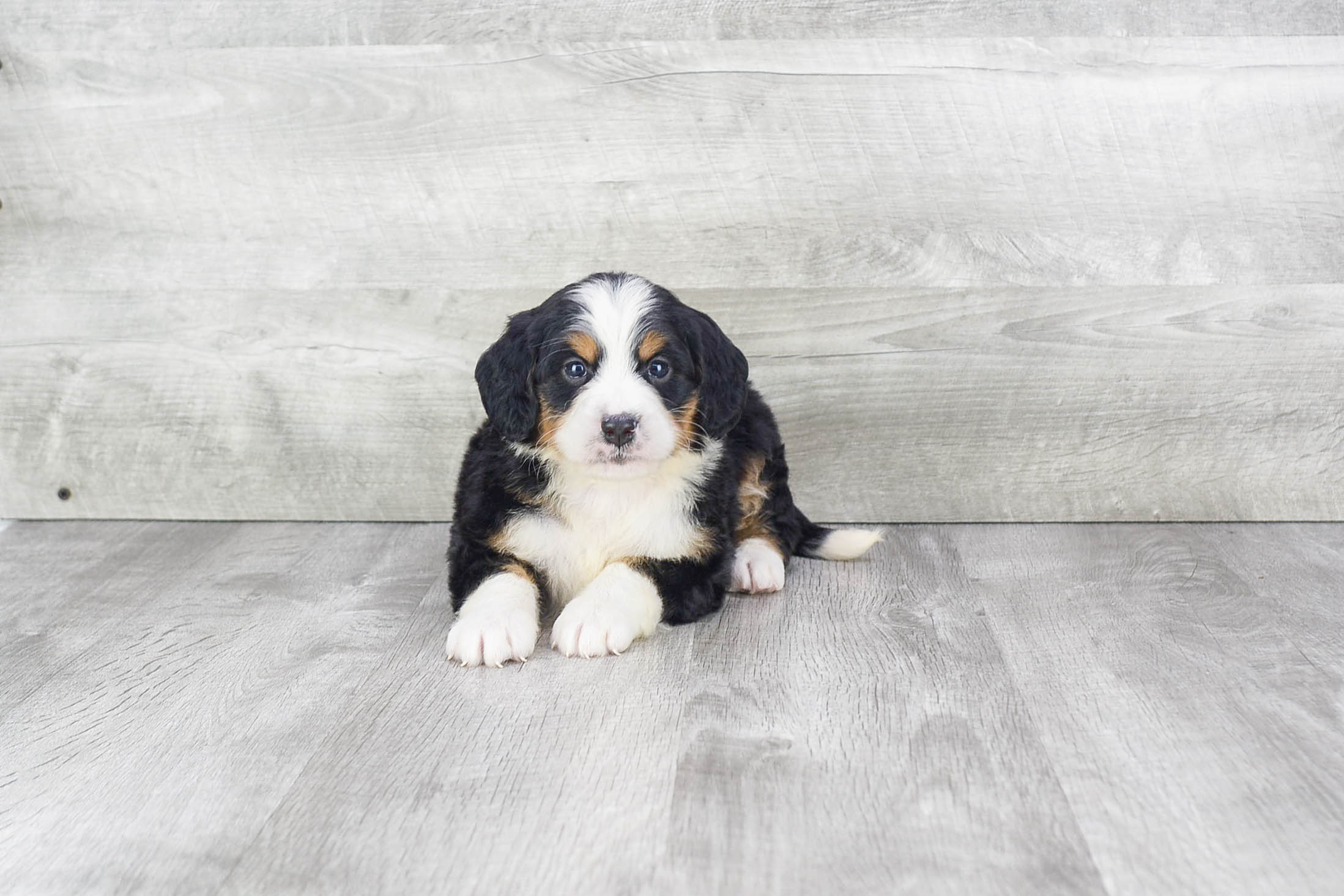 Mini Bernedoodle Pup Being Cute