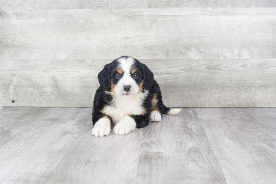 Mini Bernedoodle Pup Being Cute