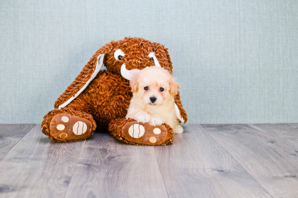 Maltipoo Pup Being Cute