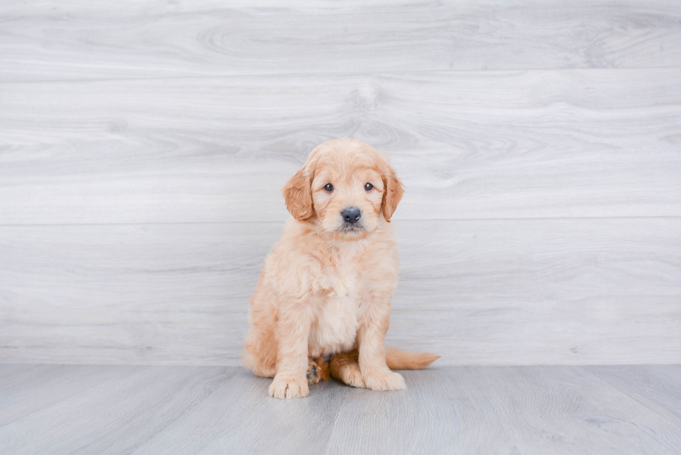 Best Mini Goldendoodle Baby