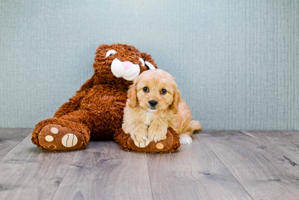 Best Cavapoo Baby