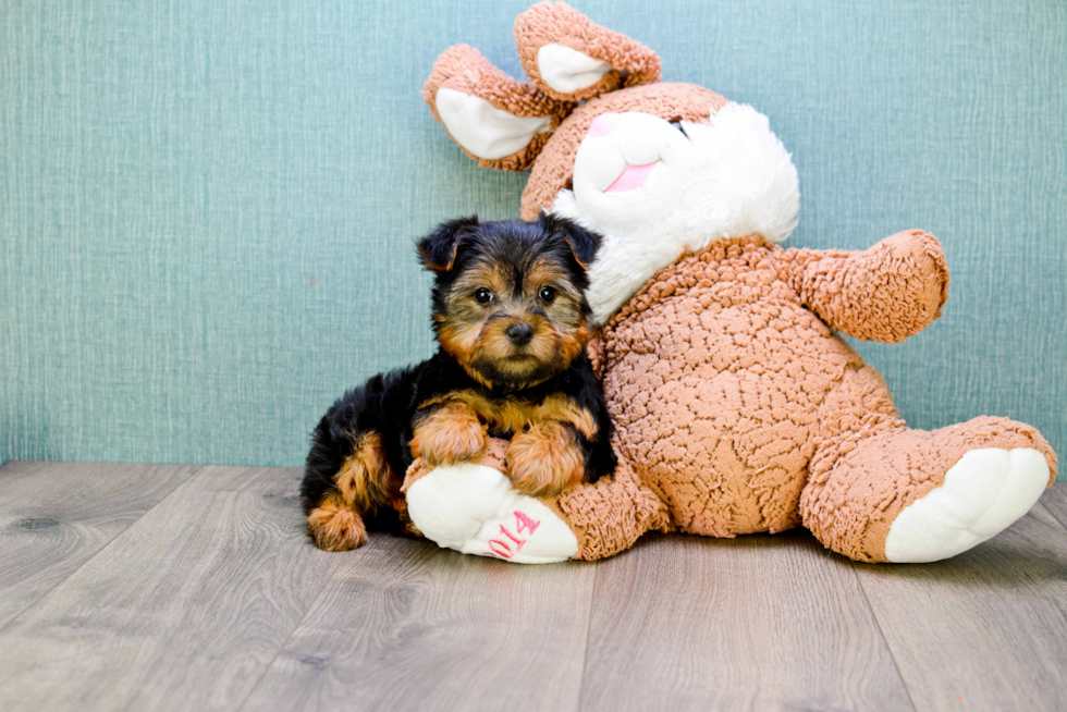 Meet Snickers - our Yorkshire Terrier Puppy Photo 