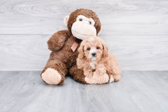 Smart Cavapoo Poodle Mix Pup