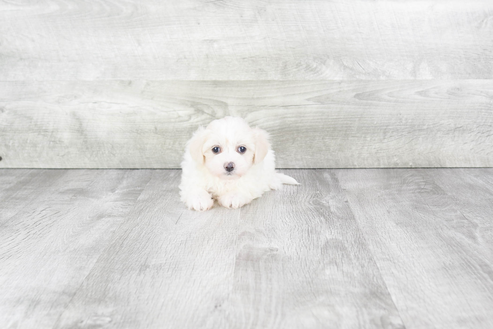 Petite Maltipoo Poodle Mix Pup