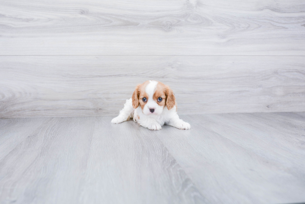 Friendly Cavalier King Charles Spaniel Purebred Pup