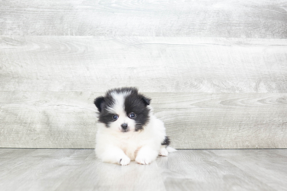 Pomeranian Pup Being Cute