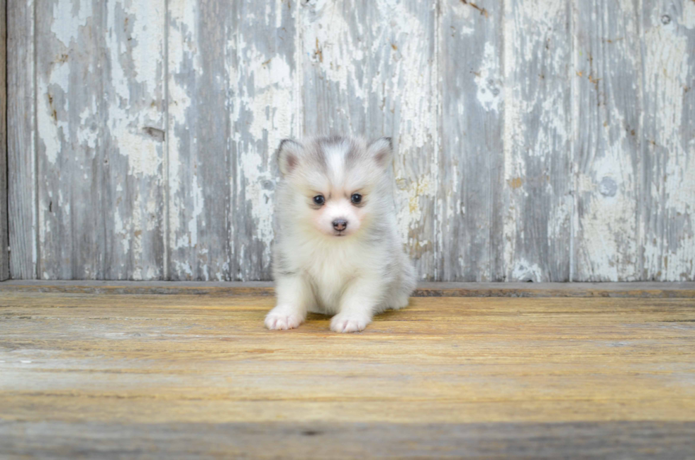 Pomsky Pup Being Cute