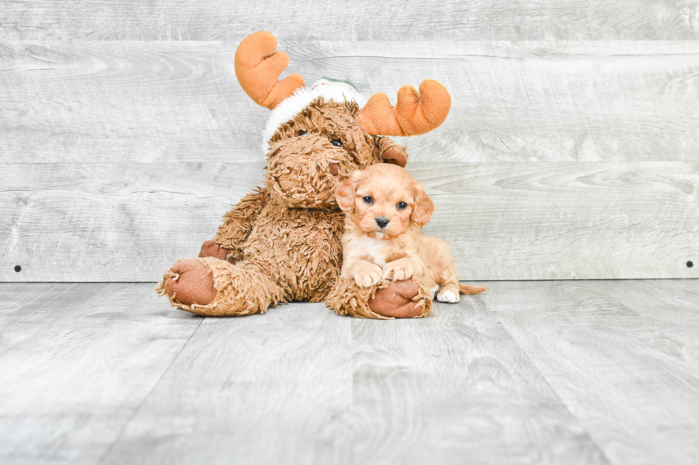 Adorable Cavoodle Poodle Mix Puppy