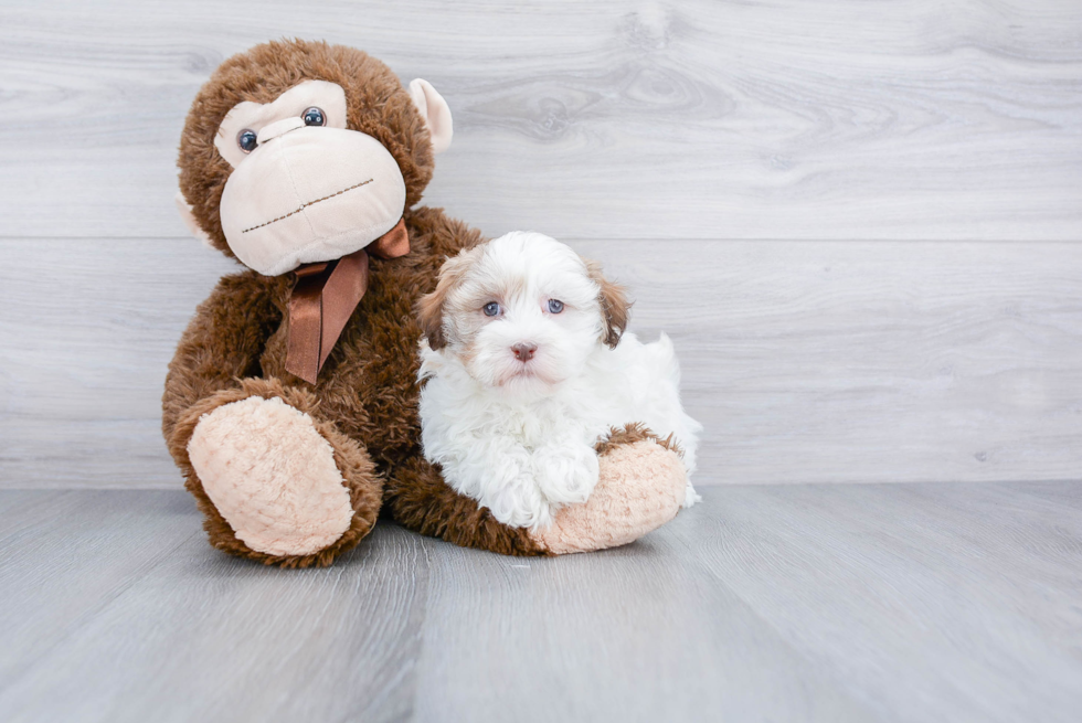 Petite Havanese Purebred Puppy