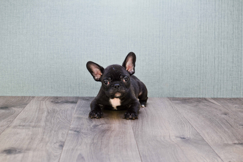 French Bulldog Puppy for Adoption