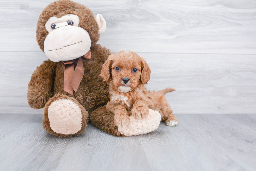 Cute Cavapoo Baby