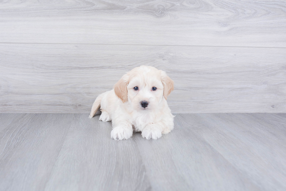 Petite Maltipoo Poodle Mix Pup