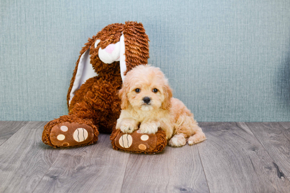 Cavachon Puppy for Adoption