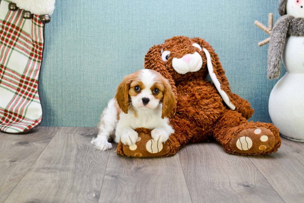 Best Cavalier King Charles Spaniel Baby